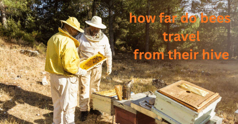 how far do bees travel from their hive